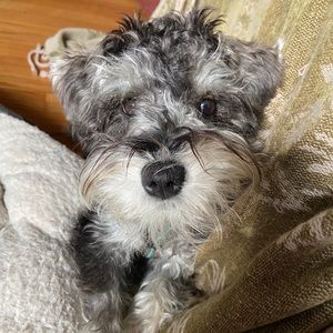 Meet your Posher, Daniela